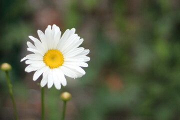 Fototapeta premium white daisy flower