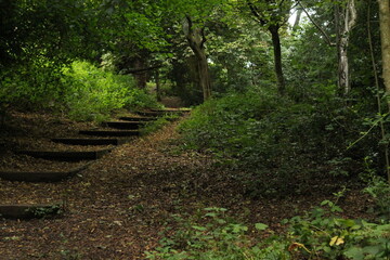 footpath in the forest