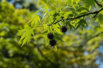 Young green leaves and spiky balls of seeds of Liquidambar styraciflua tree, commonly called...