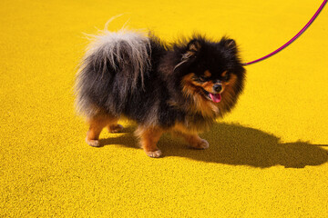 A black and tan pomeranian spitz dog on a walk. Pomeranian spitz on the bright yellow background
