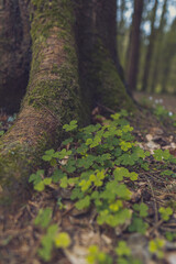 Naklejka premium moss on tree