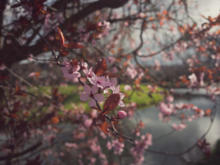blossom in spring