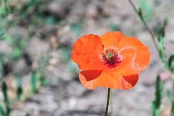 Close-up shot of a vibrant orange poppy flower with a blurred background