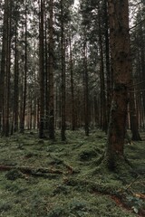Obraz premium Vertical shot of a green forest of pine trees