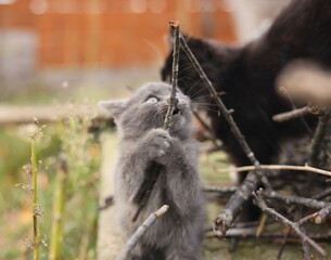kitten playing in the garden