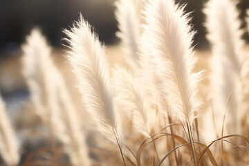 Fototapeta premium sunlight breaks through the fluffy branches of pampas grass