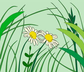 grass and daisy flowers