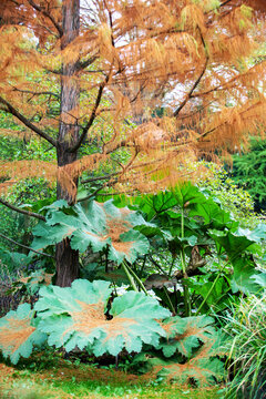 Huge leaves of rhubarb ib park Flora in Cologne in autumn