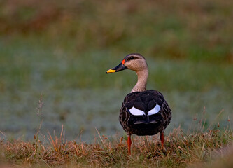 spot billed duck 
