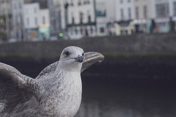 seagull in the city