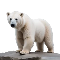 Foto op Canvas Arctic Majesty: A White Polar Bear Illustration on transparent background,png © Eliane