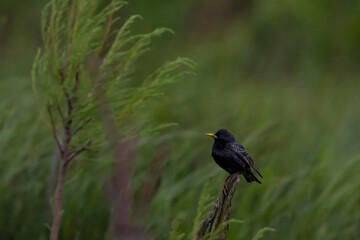 Starling (Sturnus vulgaris) perched on a tree branch