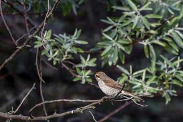 Bird looking around in woodland, Red-backed Shrike, Lanius collurio