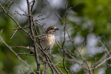 Bird looking around in woodland, Red-backed Shrike, Lanius collurio