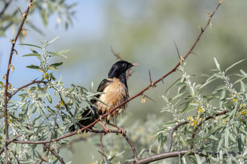 Rosy Starling (Pastor roseus) perched on a tree branch