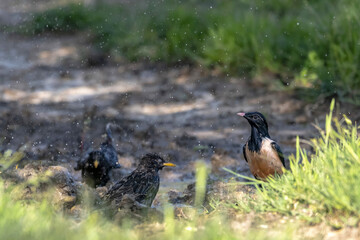 Starling (Sturnus vulgaris) and Rosy Starling (Pastor roseus) ingle bird bathing in water