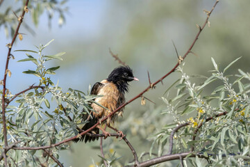 Rosy Starling (Pastor roseus) perched on a tree branch