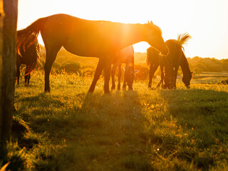 Beautiful horses at sunset in a field. Selective focus. Warm sunny color and glow. Animal farm with...