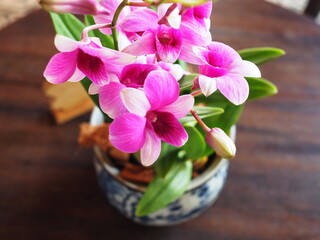 Light pink Dendrobium is grown in a small blue pot and placed on a wooden table. Orchids are classified as monocots. They are commonly grown as house decorations and important economic plants in Thai.