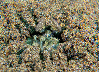 A closeup view of a Spearing Mantis Shrimp Dauin Philippines