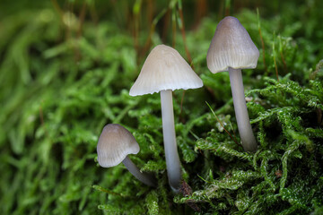 Detail forest scene with little wild mushrooms growing in moss