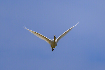 A flying spoonbill on a sunny day in summer
