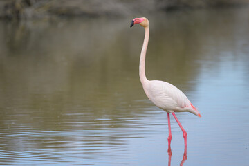 A Greater Flamingos standing in the water