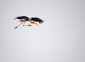 painted stork running in the sky