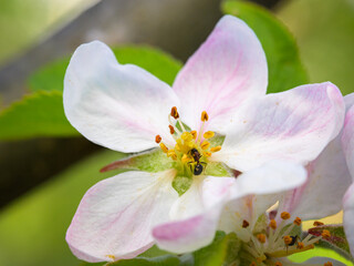 Closeup of a blossom of an apple tree