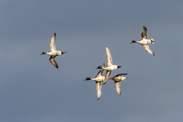 Northern Pintail. Anas acuta - group of birds in flight
