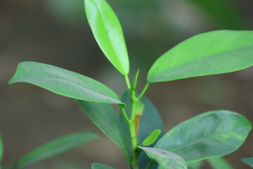 green leaves in the garden