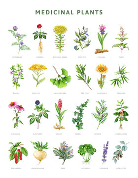 Medicinal herbs botanical set. Watercolor painted illustration. Hand drawn various medicinal plant collection. Ginseng, echinacea, lavender, eucalyptus, eleutero element set. White background