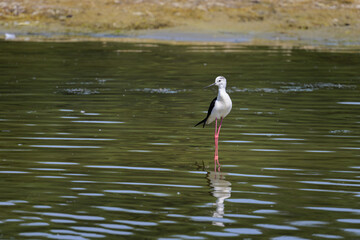 A black winged stilt walking in water on a sunny day
