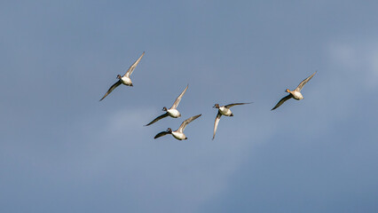 Northern Pintail. Anas acuta - group of birds in flight