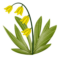 yellow flower isolated on white