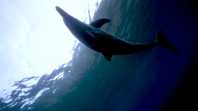 ミナミハンドウイルカ61_御蔵島_20231105-06_近づいてきた3頭のうち1頭が遊んでくれる