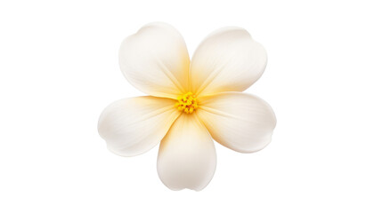 Fototapeta na wymiar white flower isolated on transparent background cutout