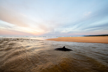 Dolphin swimming in a river at sunset
