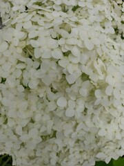 White hydrangea flowers on a green background