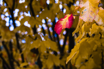 A colorful autumn leave