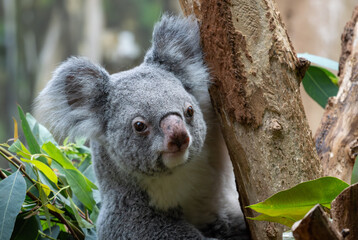 Koala - Phascolarctos cinereus, portrait of beautiful iconic animals, from Eastern and South...