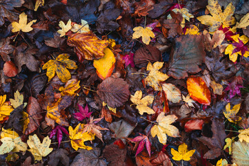 Colorful autumn leaves on the ground