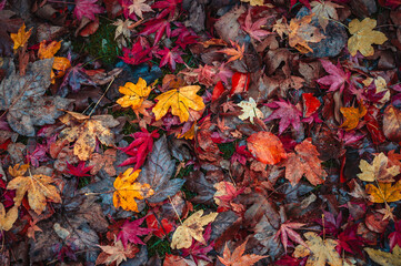 Colorful autumn leaves on the ground