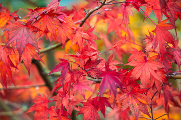 Naklejka na ściany i meble Colorful leaves in autumn