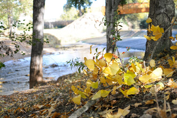 Paisaje de otoño con un rio de fondo