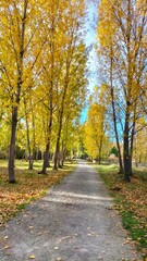 Camino en medio de los árboles amarillos en otoño
