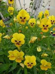 Bright bush of pansy flowers