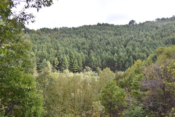 Perennial trees in Korea on an autumn day