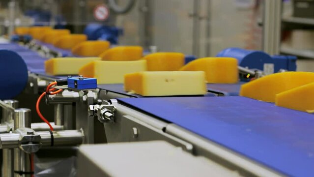 Pieces of yellow cheese across the conveyor belt in a food factory