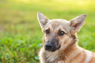 Cute and alert red puppy sitting in lush green grass...